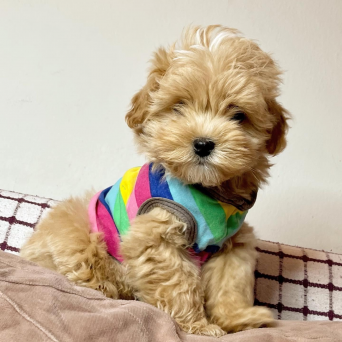 Maltipoo